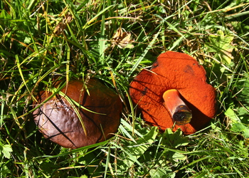 Schusterpilz, Flockenstieliger Hexenröhrling (Neoboletus luridiformis) - © Bernard Wieser